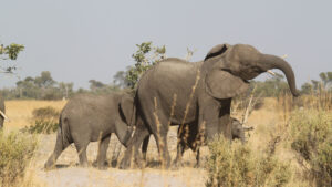 Elephant family