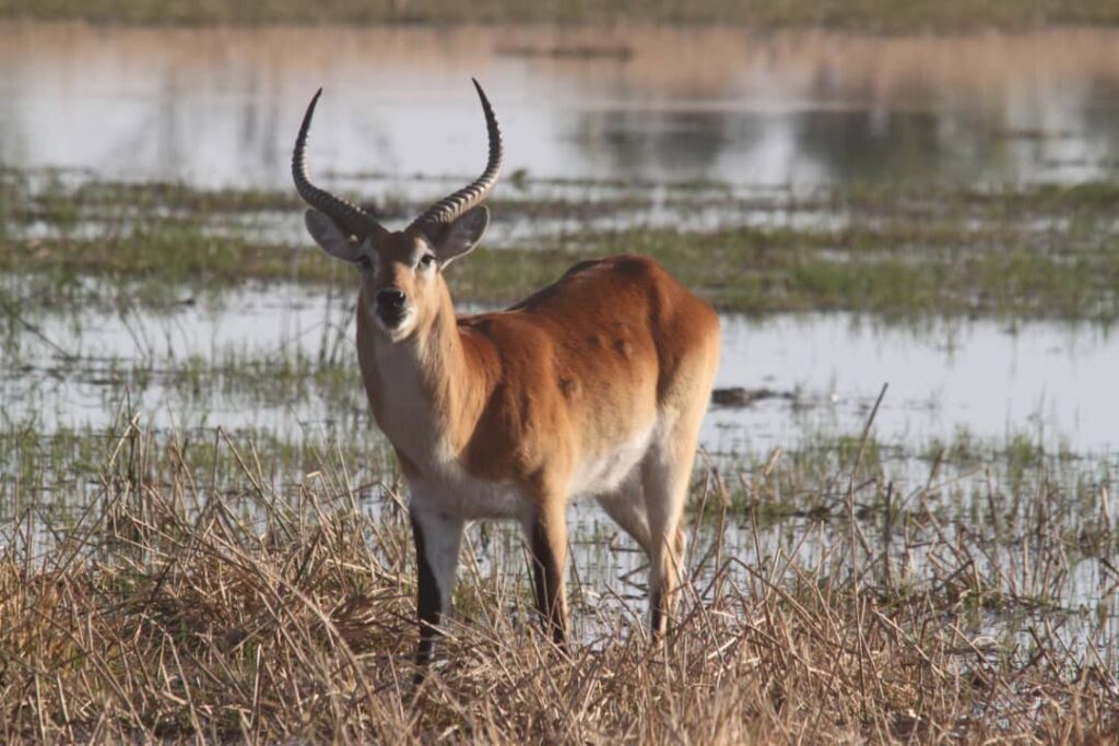 Lechwe in the delta