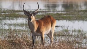 Lechwe in the delta