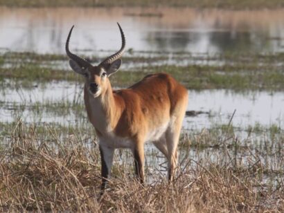 Lechwe in the delta