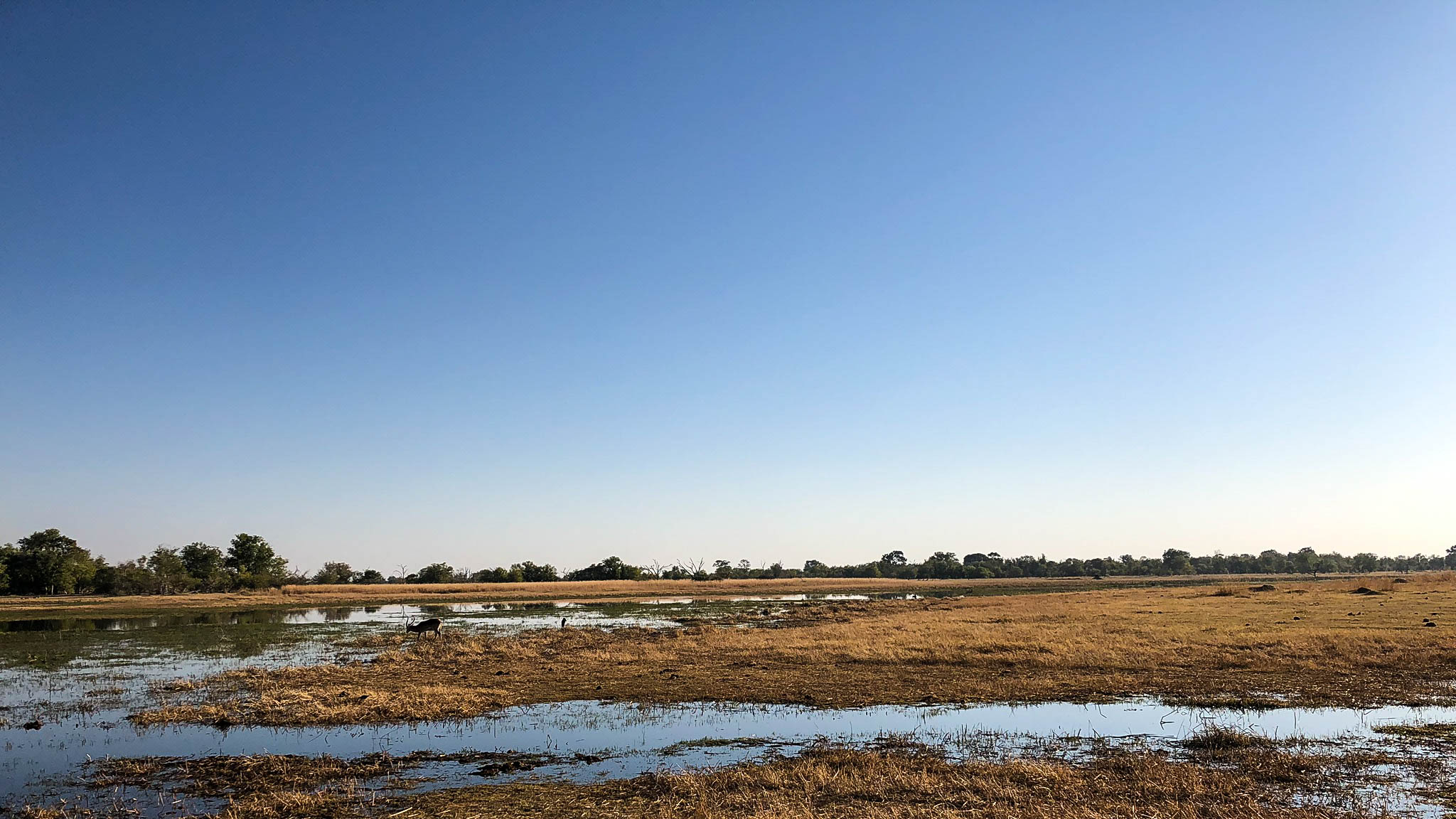 Lechwe in the Okavango delta