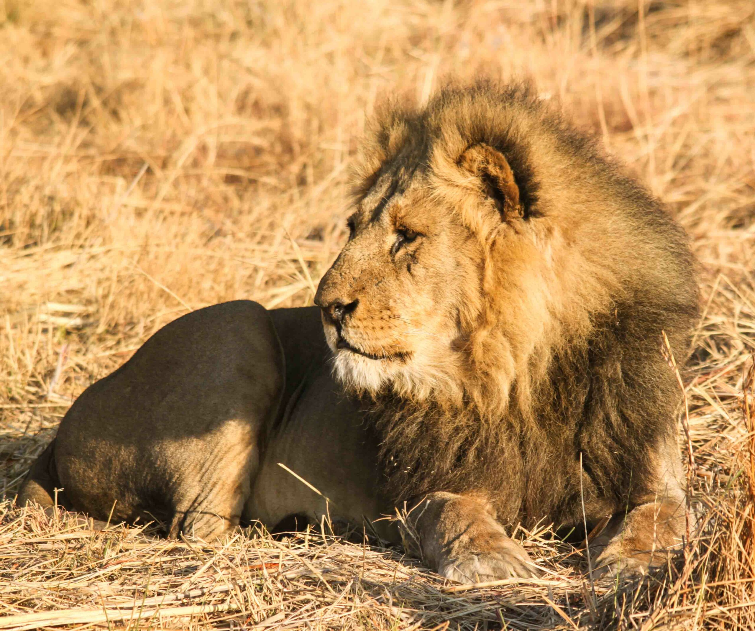 Male lion resting in the wild