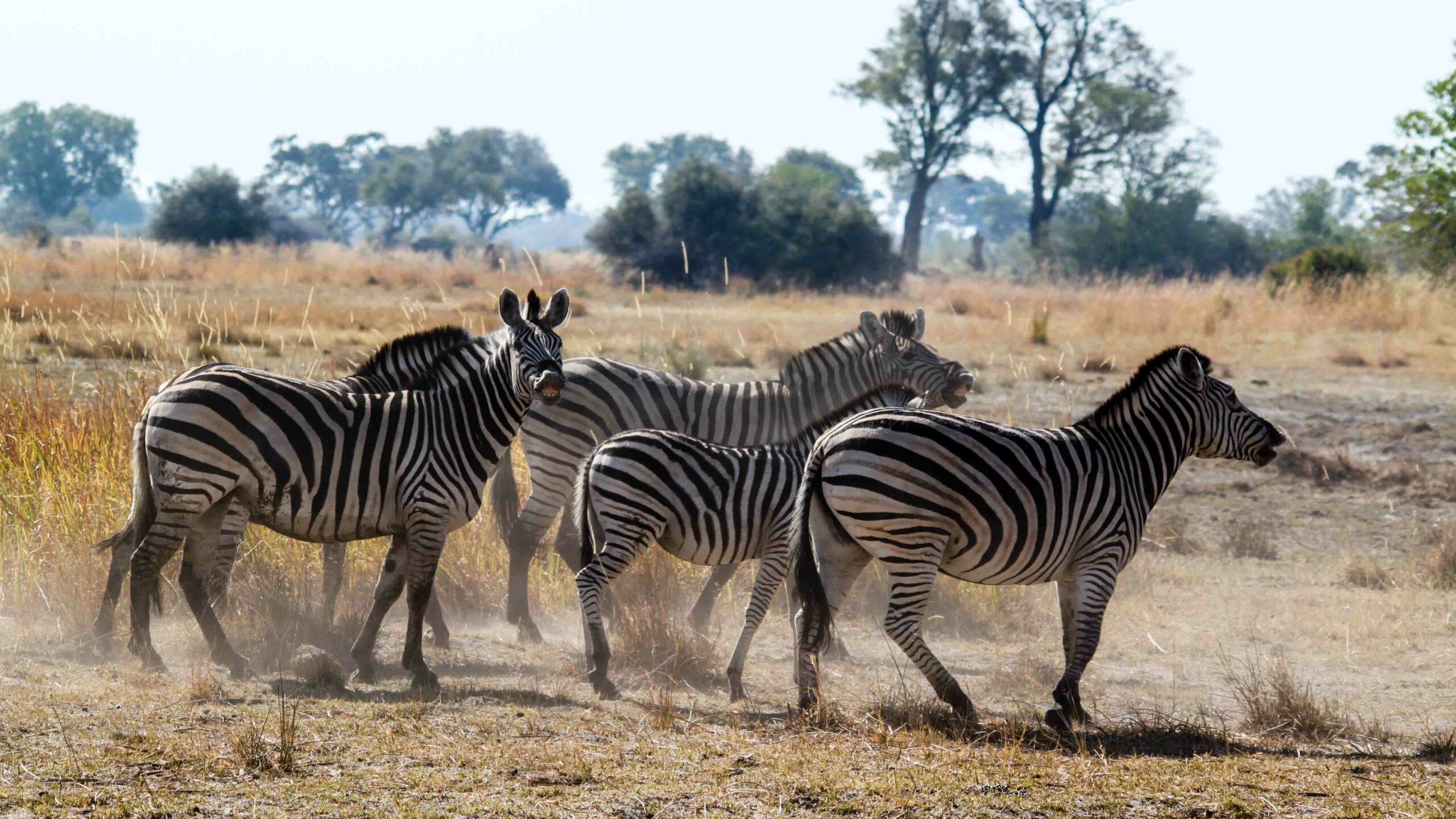 Zebra in Savuti